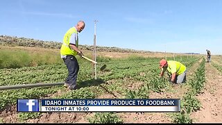 TEASE 2 : Prison program provides produce to Idaho Foodbank