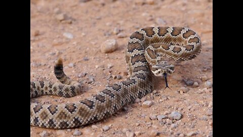Rattlesnake video