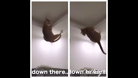 Kitty really want to go down, watch how she talks with hooman