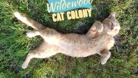 Wildewwod Cat Colony Lost Kitty Part 2