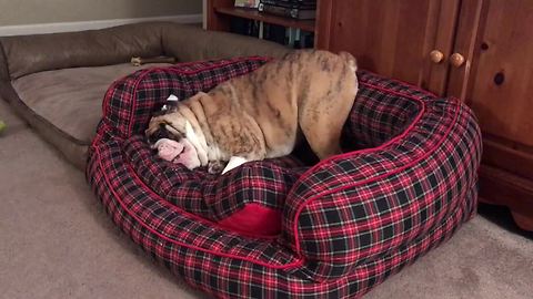 Bulldog takes out frustration on his bed