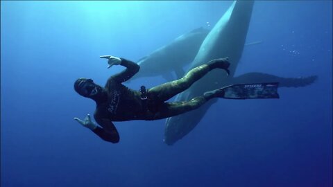 Diver's Closest Whale Encounter