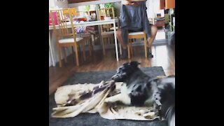 Aussie Pup Performs "Burrito" Trick And It's The Best Thing Ever