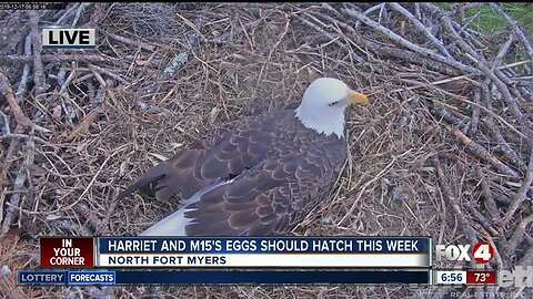 Hatch watch under way at eagle cam nest in North Fort Myers