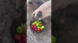 Pig Breakfast #pigs #pig #pigfarmvideo #hog #apple #shorts #themonkeys