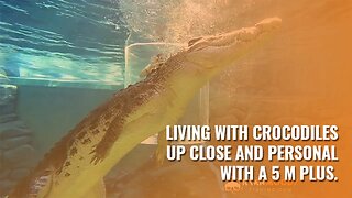 Living with Crocodiles: Up close and personal with a 5 m plus.