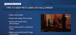 Keeping your pets safe during Halloween