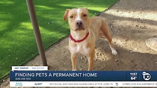 Pet of the Week: Gaia