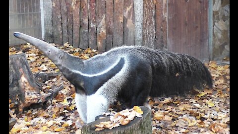 Giant Anteater-getting to know the animal