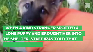 Puppy’s Back Crushed, Vet Says To End Life. Rescuer Refuses, Gets Miracle She Always Believed In