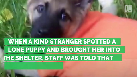 Puppy’s Back Crushed, Vet Says To End Life. Rescuer Refuses, Gets Miracle She Always Believed In