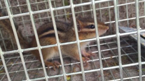 Just a dramatic live chipmunk caught in my Havahart trap
