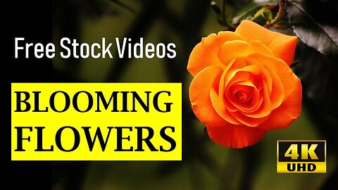 4K TimeLapse Flower Blooming Free HD Videos No Copyright