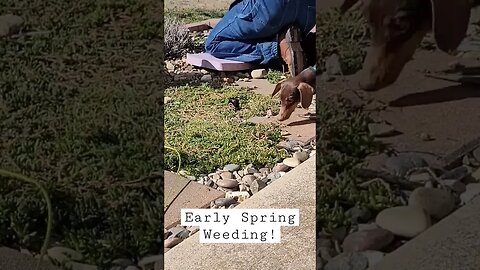 Early Spring Garden Weeding