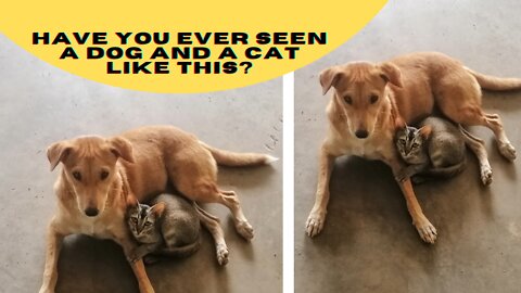 Have you ever seen a dog and a cat like this? funny dog and cat | #dog |#cat |#Shorts