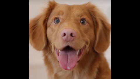 Pair of beautiful doggies play game