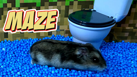 🐹 A hamster goes through a maze with pets in real life. 🐹 A hamster’s story.