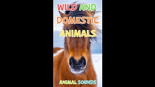 Discover the World of Animals: Talking Flashcards for Kids - Wild and Domestic