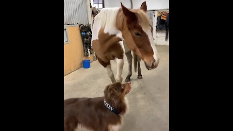 Australian Shepherd gives horse best friend the sweetest hug ever
