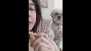 Sweet pup gently begs for some of owner's lunch
