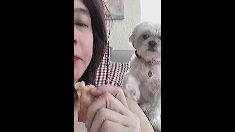 Sweet pup gently begs for some of owner's lunch