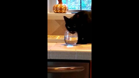 Cat caught drinking out of a glass