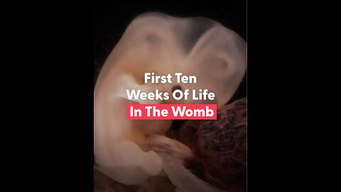 The First 10 Weeks Of Human Life