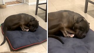 American Bully has intense dream and it's totally adorable