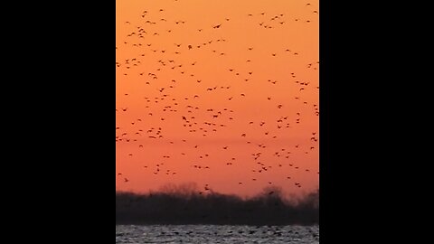 It's that time again! 2023 waterfowl season has begun!