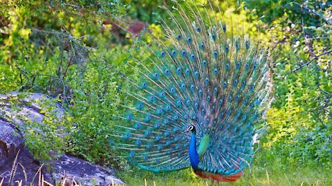 Peacock Dance Peacocks Opening Feathers HD