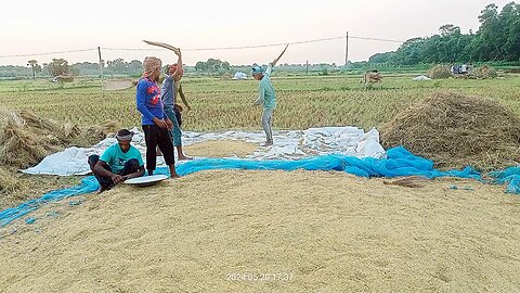 Traditions of rural Bengal - Paddy threshing, paddy blowing and kuta cleaning by farmers and farmers