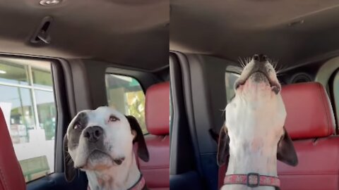 Cute Pooch Howls Every Time She Hears A Firetruck Siren!! Adorable!!