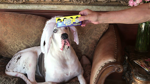 Great Danes and Cat Play with Cadbury Creme Eggs and Hat