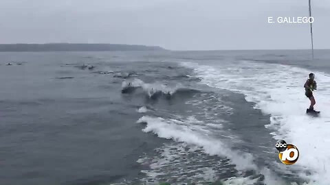 Boy wakeboards with dolphins off Pacific Beach