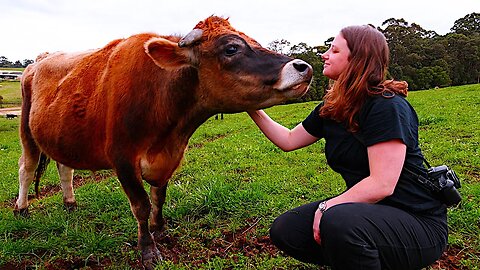 We found beef better than Wagyu | A Sustainable farm story. Free Range Homestead Ep 50