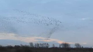 Clash between hundreds of geese and thousands of starlings