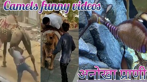 camels funny videos - camels - mysterious animal - Anokhe janwar - just fun channel number 1