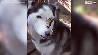 Un tenero husky e la farfalla sul muso