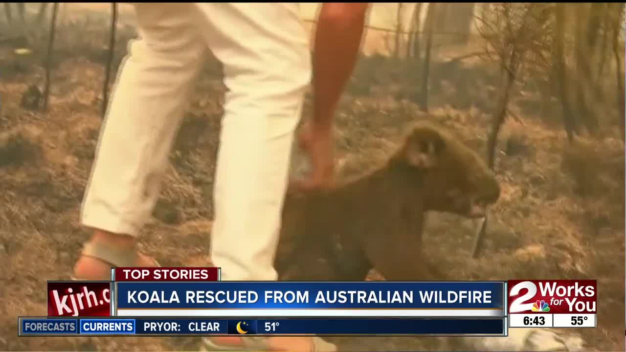 Koala rescued from Australian wildfire