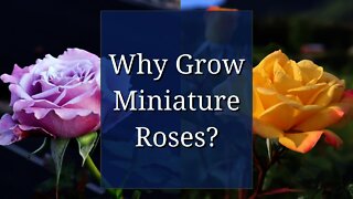 Why Grow Miniature Roses?