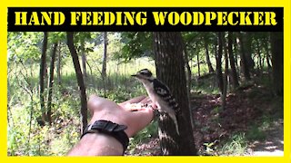 Hand Feeding Woodpecker