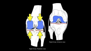 Knee joint structure and actions