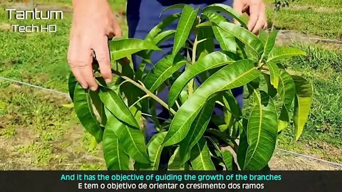 Incrível Processo de Cultivo