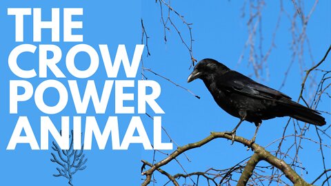 The Crow Power Animal