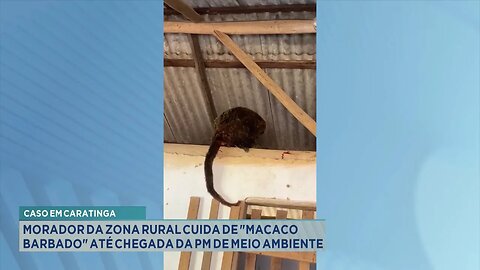 Caratinga: Morador da Zona Rural Cuida de "Macaco Barbado" até Chegada da PM de Meio Ambiente.