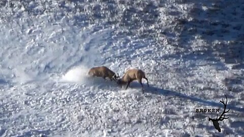 Nature's UFC! Bull Elk Fight -- Run em off or fight em off!