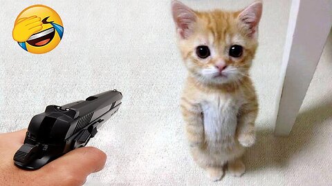 Cat Vs Gun🤣