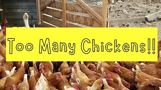 How many chickens do WE HAVE?!