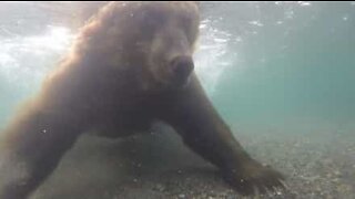 Un ours attrape un saumon avec ses pattes
