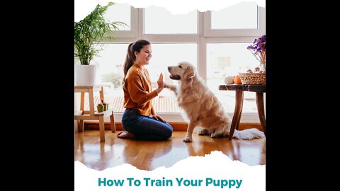 How to train your puppy?